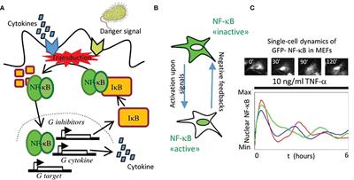 Insights on the NF-κB System Using Live Cell Imaging: Recent Developments and Future Perspectives